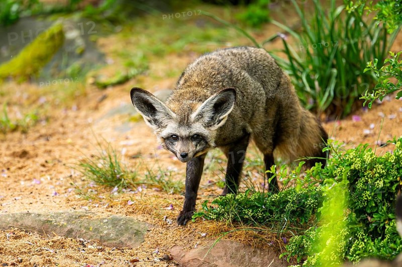 Bat-eared fox (Otocyon megalotis) walking on the ground looking for food, Bavaria, Germany