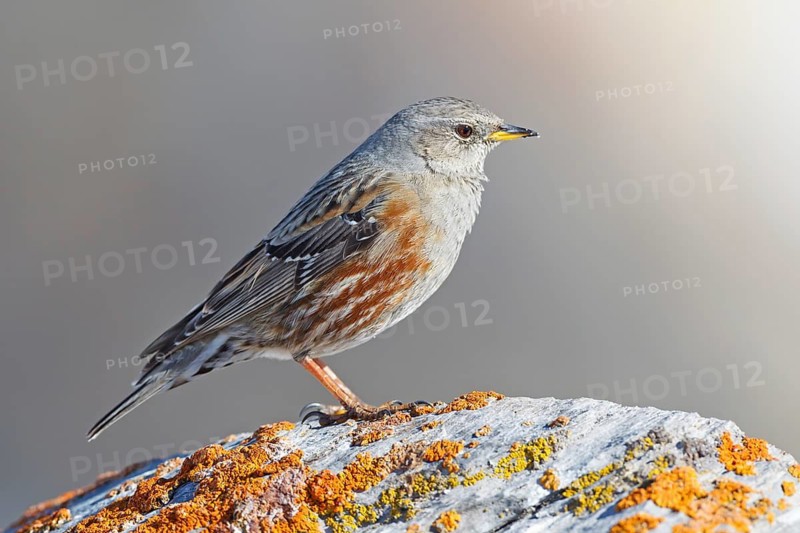 Alpine Accentor (Prunella collaris), Valais, Switzerland