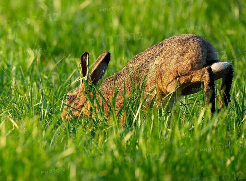European hare (Lepus europaeus) running across a green meadow, wildlife, Lower Saxony, Germany