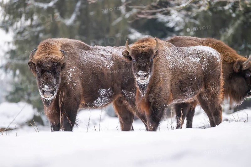 European bison (Bison bonasus) or Wisent standing on a meadow next to the forest in winter, snow, Bavaria, Germany