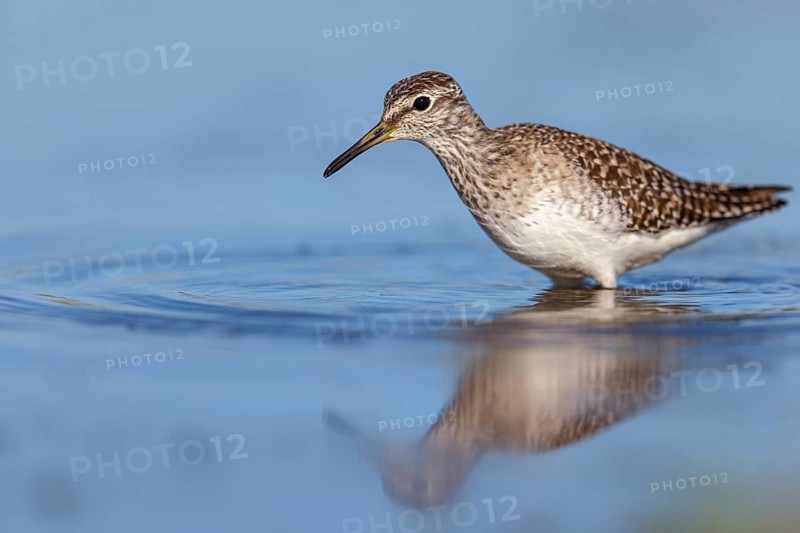 Wood sandpiper (Tringa glareola), Chevalier sylvain, Andarríos Bastardo, Raysut, Salalah, Sohar, Oman