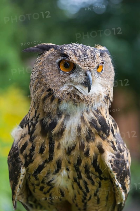 Portrait of an Eurasian Eagle Owl, Bubo bubo. Green vegetation in the background