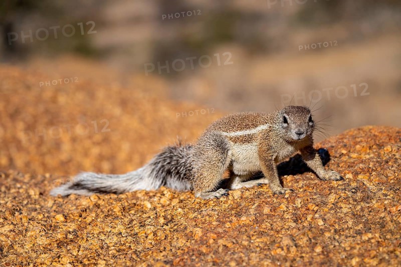 Cape ground squirrel (Xerus inauris), Pontok-Berge, Spitzkoppe, Große Spitzkuppe Nature Reserve, Namibia