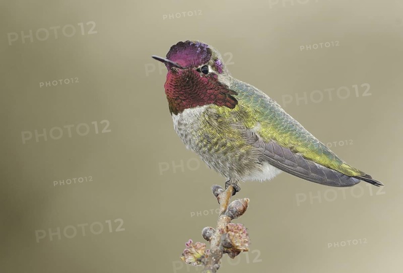 Anna's Hummingbird (Calypte anna), British Columbia, Canada