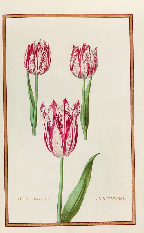 Tulips, Historical, digitally enhanced reproduction from Theatrum florae (1624) by Daniel Rabel (1578 - 1637)
