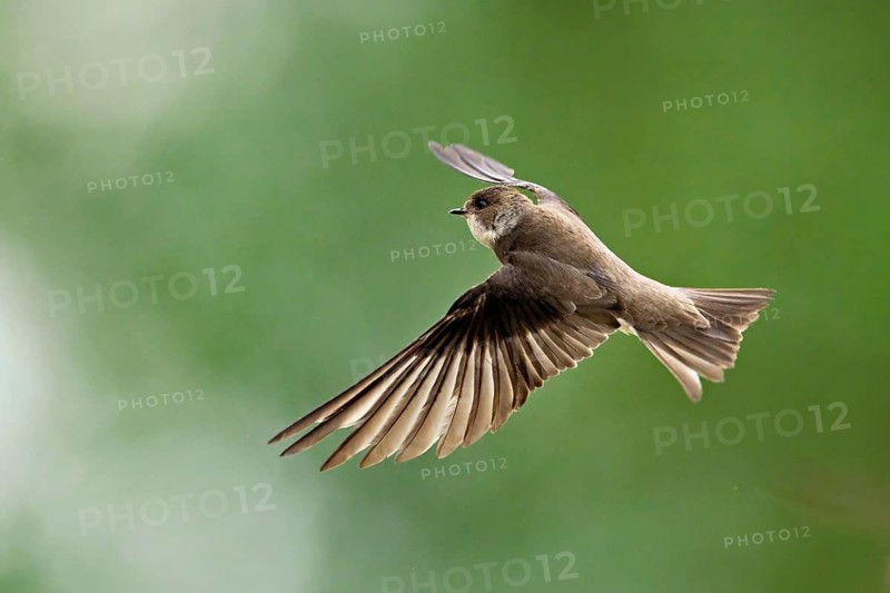 Sand martin (Riparia riparia), in flight, Reussegg nature reserve, Canton Aargau, Switzerland
