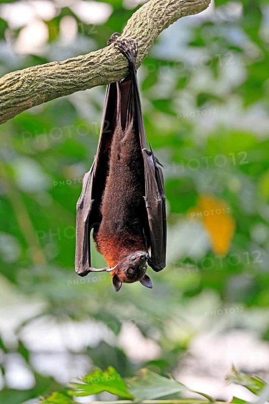 Kalong flying fox (Pteropus vampyrus), adult, resting, in sleeping tree, during the day, Singapore, Southeast Asia