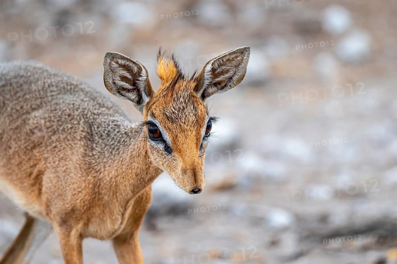 Damara dik-dik or kirk dik-dik (Madoqua kirkii), adult animal in the undergrowth, Etosha National Park, Namibia