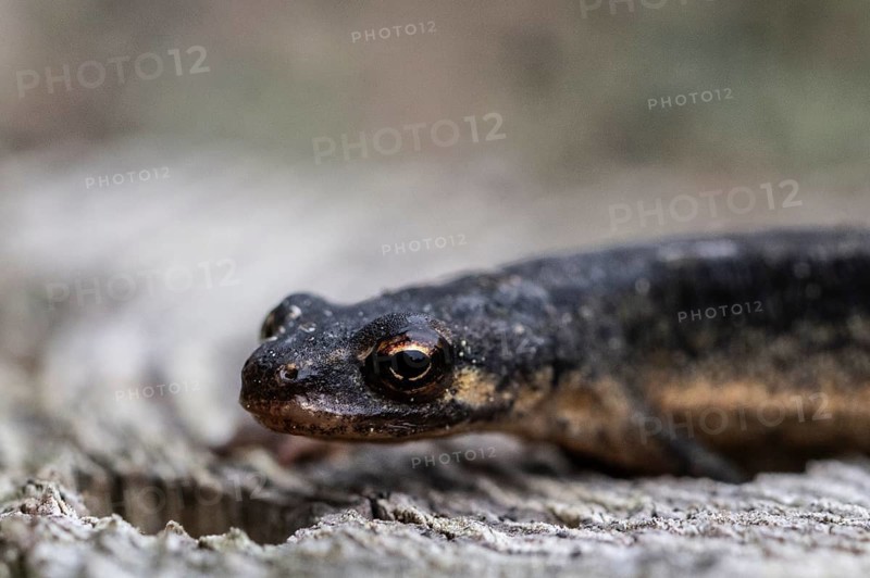 Pond newt (Lissotriton vulgaris), Emsland, Lower Saxony, Germany