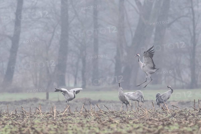 Cranes (Grus grus), Fischerhuder Wümmeniederung, Lower Saxony, Germany