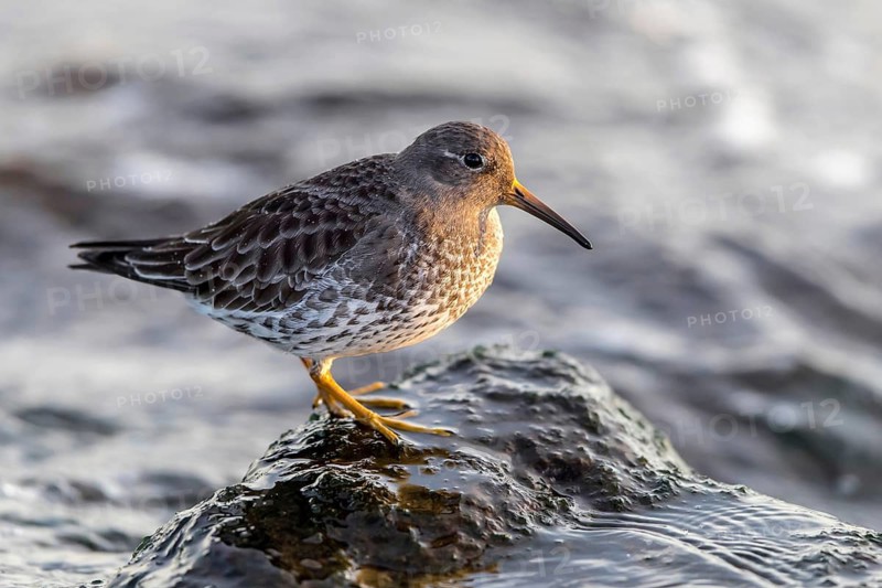 MeerstrandlÃ¤ufer