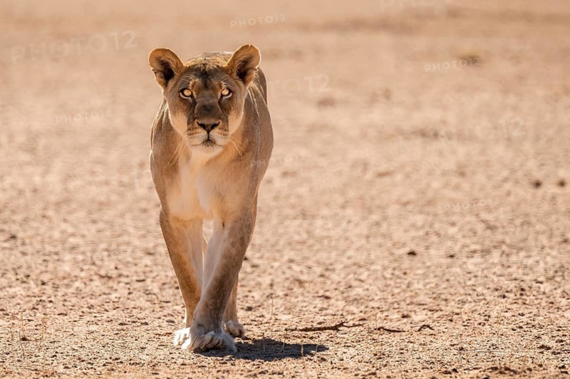 Lioness (Panthera leo) walking towards camera, Kgalagadi Transfrontier National Park, Northern Cape, South Africa