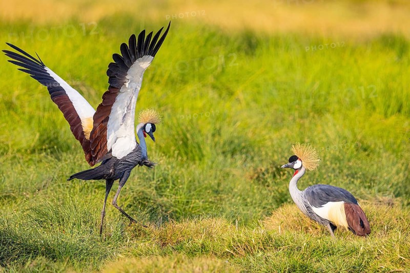 Crowned Crane (Balearica regulorum) courtship behavier South Luangwa NP Zambia August