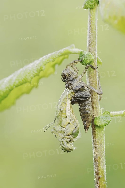Black-tailed Skimmer (Orthetrum cancellatum), hatch, larva, dragonfly larva, North Rhine-Westphalia, Germany