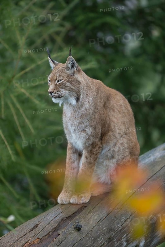 One Eurasian lynx, (Lynx lynx), sitting on fallen dead tree with a green natural background and autumnal leaves in the foreground