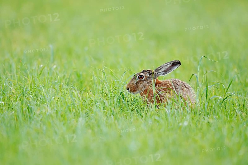 European hare (Lepus europaeus) sitting in a meadow, North Rhine-Westphalia, Germany