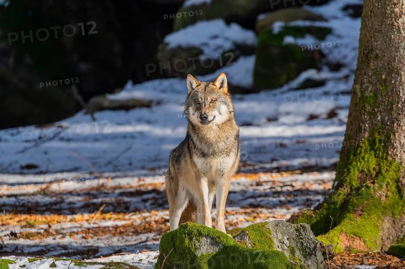 European gray wolf (Canis lupus lupus) standing in a forest in winter, snow, Bavaria, Germany