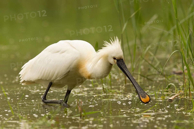 Eurasian Spoonbill (Platalea leucorodia), Serbia