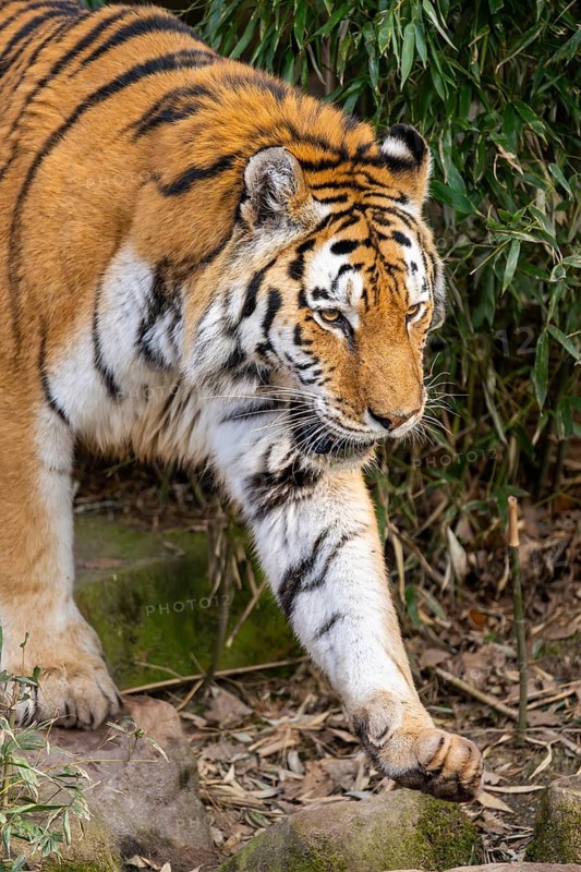 Siberian tiger (Panthera tigris tigris) walking in a forest, captive, incidence in Russia and Northeast China