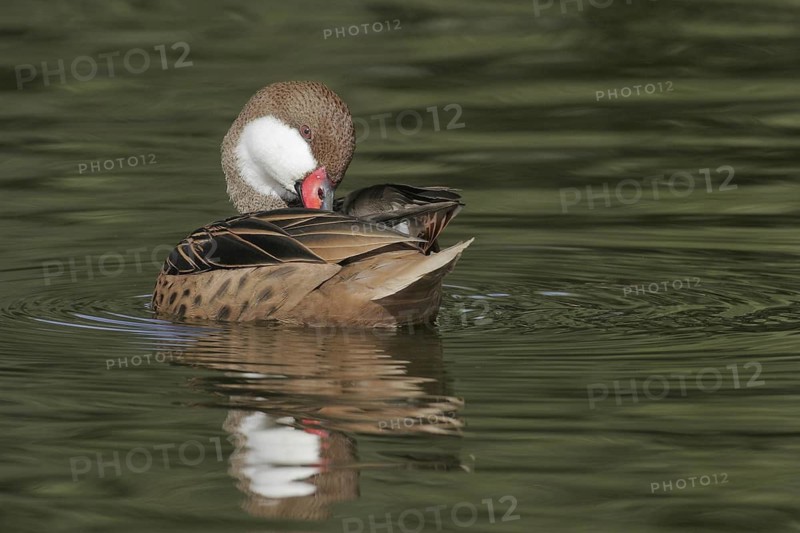 White-cheeked Pintail (Anas bahamensis), Arizona, USA