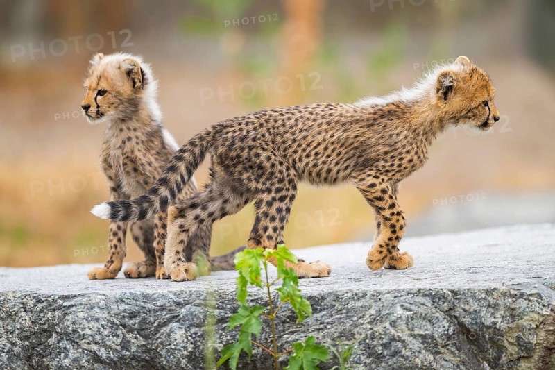 Cheetah (Acinonyx jubatus) youngsters playing with each other, captive, occurrence Africa