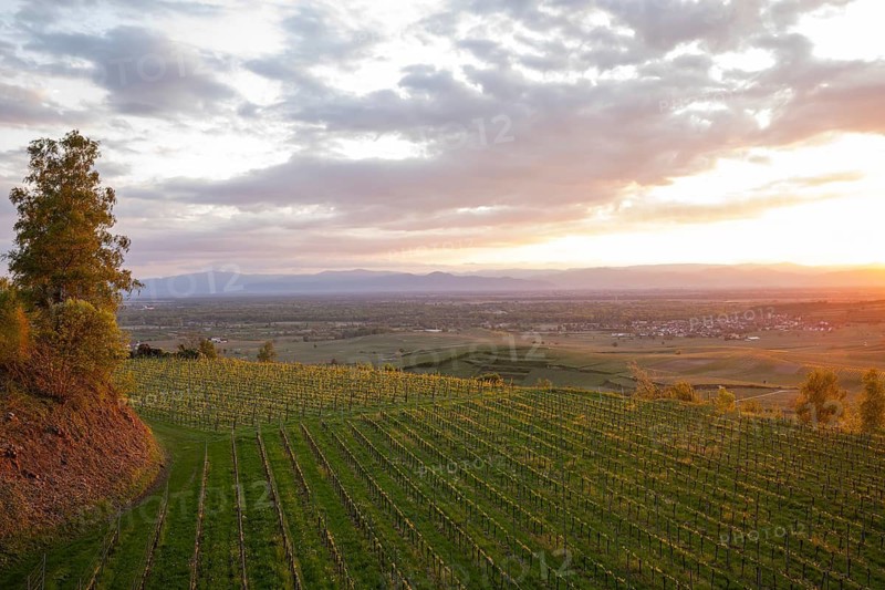 Sunset over vineyards at Mondhalde near Bischoffingen. View towards the Rhine Valley and Vosges Mountains in late April. Vogtsburg, Germany