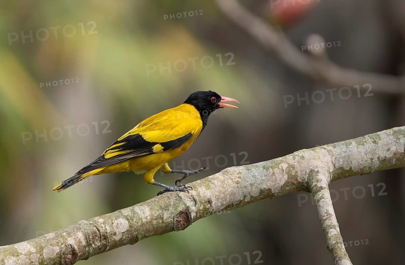 Black-hooded Oriole (Oriolus xanthornus) perched near a red flower, sreepur, Gazipur, bangladesh