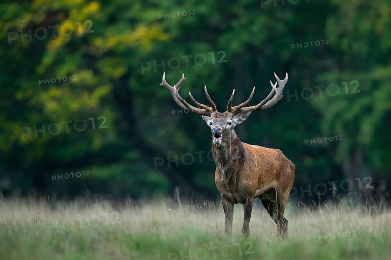 Red deer (Cervus elaphus) in rut, Klamptenborg, Copenhagen, Denmark