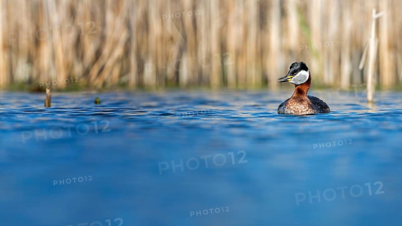 Red-necked Grebe (Podiceps grisegena), Saxony-Anhalt, Germany
