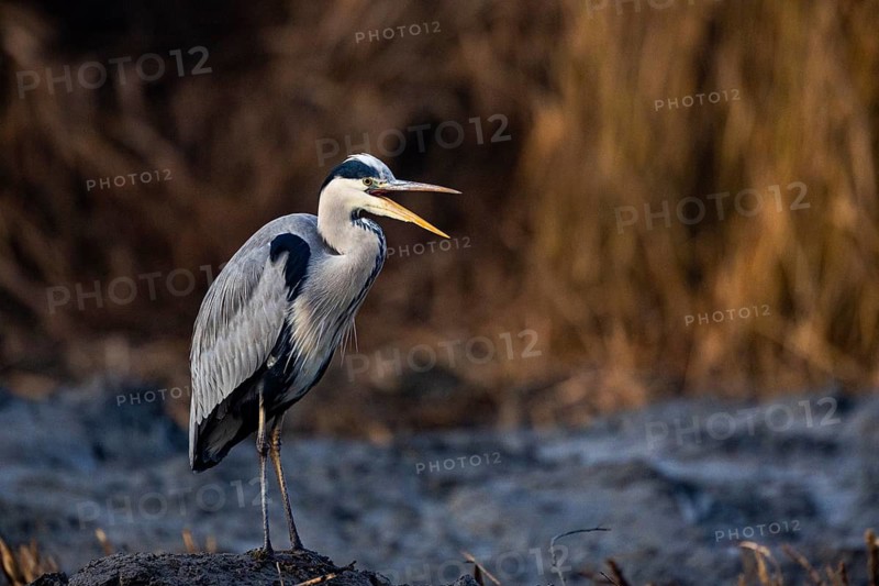 Grey heron (Ardea cinerea) Germany