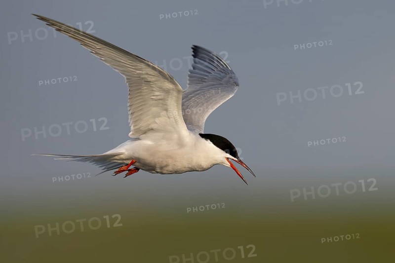 Common Tern (Sterna hirundo), Texel, Netherlands
