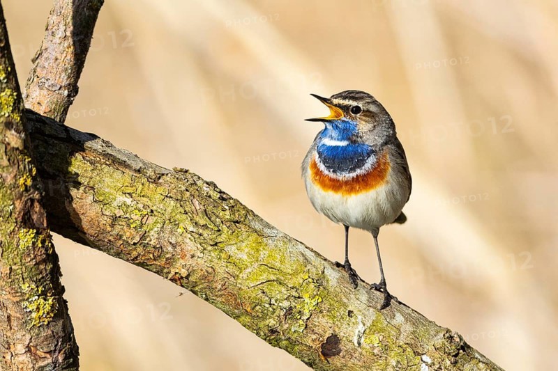 Bluethroat (Luscinia svecica cyanecula) ml Germany