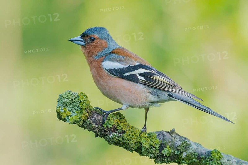 Common Chaffinch (Fringilla coelebs) male perched on a branch, Lower Saxony, Germany