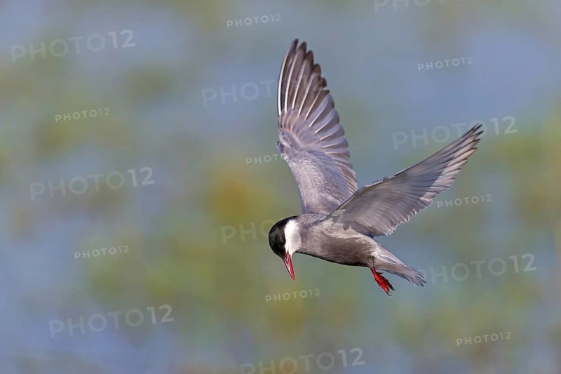 Weißbart-Seeschwalbe, Weißbartseeschwalbe, Whiskered Tern, Chlidonias hybridus, Chlidonias hybrida, Guifette moustac, Fumarel Cariblanco