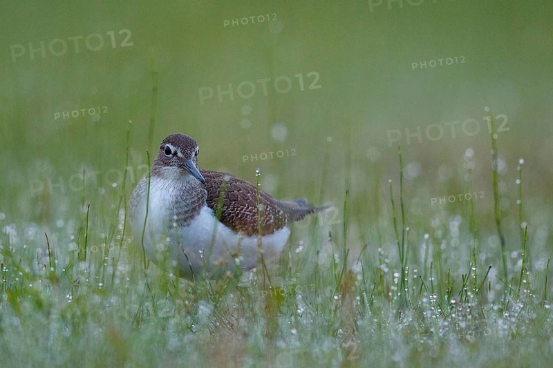 Common Sandpiper (Actitis hypoleucos) foraging, North Rhine-Westphalia, Germany