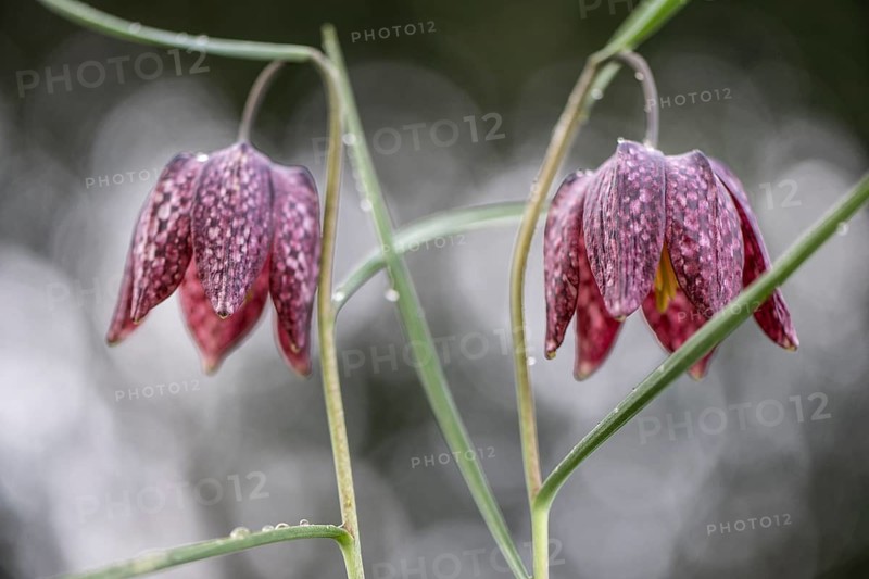 Snake's Head Fritillary (Fritillaria meleagris), Emsland, Lower Saxony, Germany
