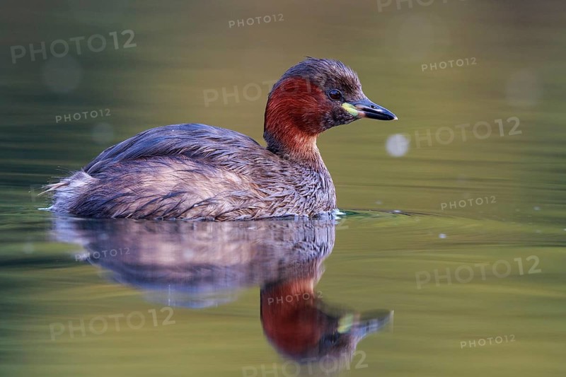 Little Grebe (Tachybaptus ruficollis), North Rhine-Westphalia, Germany