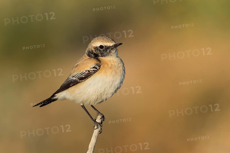 Desert Wheatear (Oenanthe deserti homochroa) Eilat, Israel