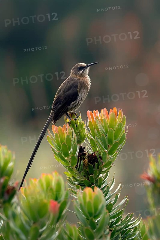 Cape Honeybird (Promerops cafer), adult, male, on flower, Protea, vigilant, Kirstenbosch Botanical Gardens, Cape Town, South Africa