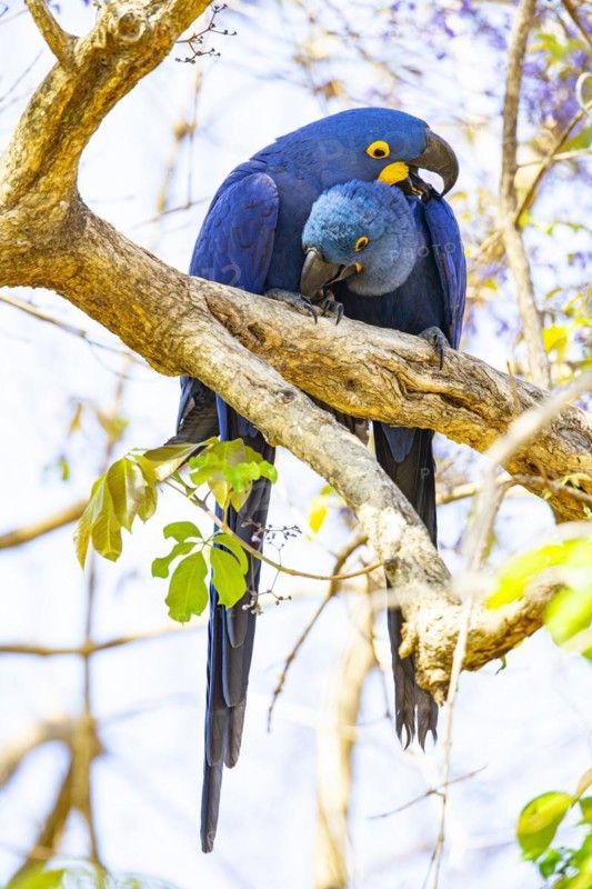 Hyacinth Macaw (Anodorhynchus hyacinthinus) Pantanal Brazil