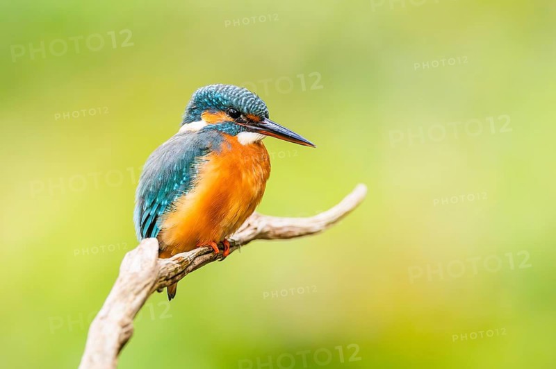 Common kingfisher (Alcedo atthis) sitting on an old wooden branch in late summer, wildife, Bavaria, Germany