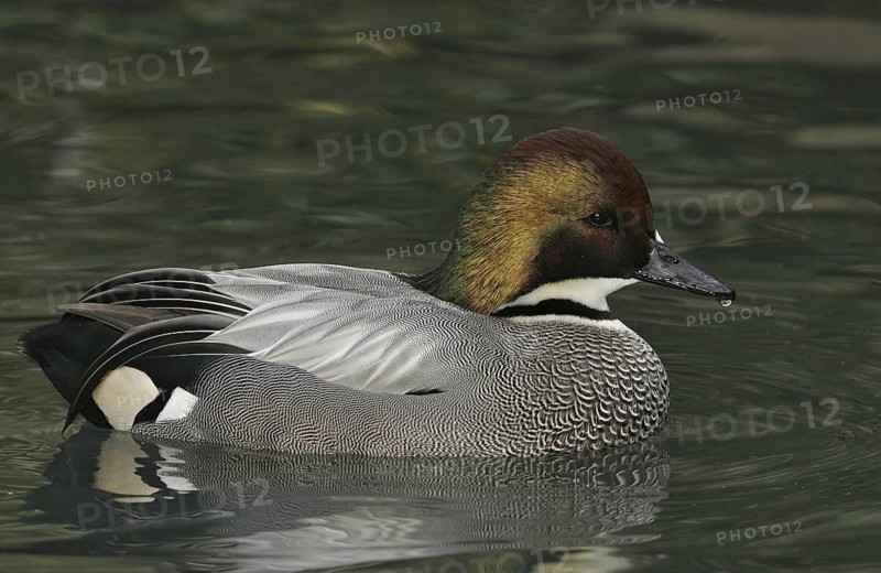 Falcated Duck (Mareca falcata) male, California, USA