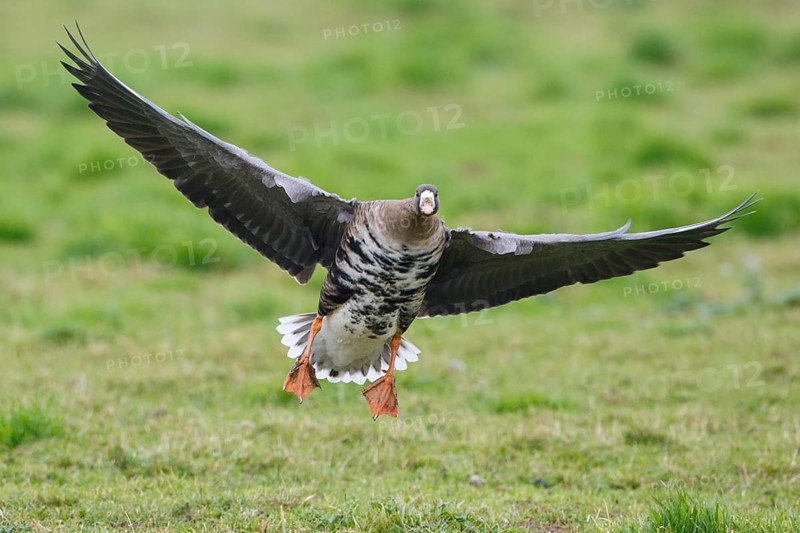 Greater White-fronted Goose (Anser albifrons) flying, North Rhine-Westphalia, Germany