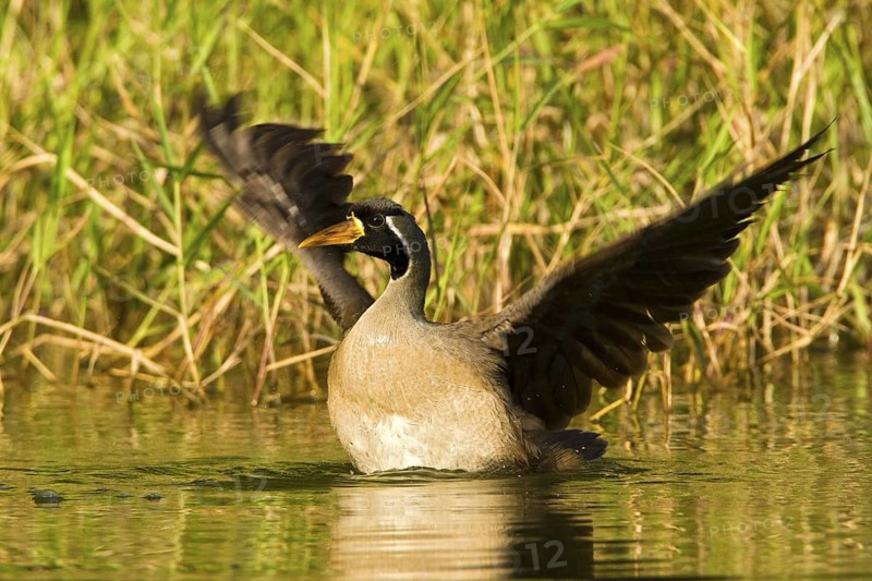 Masked Finfoot (Heliopais personatus) male flapping wings, Seletar Reservoir, Singapore