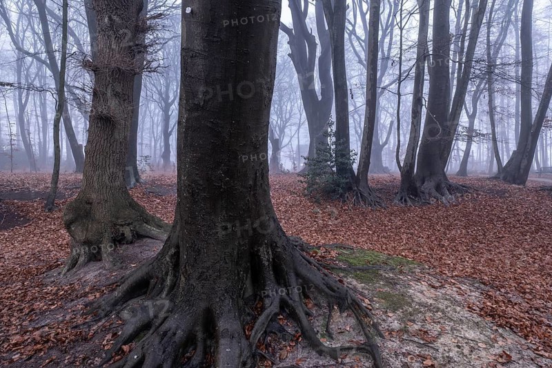 Beech forest (Fagus sylvatica) in the fog, Emsland, Lower Saxony, Germany