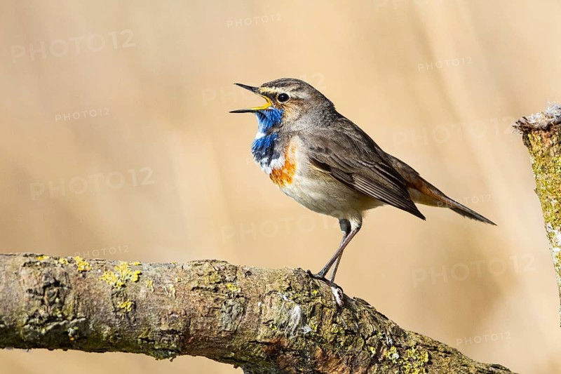 Bluethroat (Luscinia svecica cyanecula) ml Germany