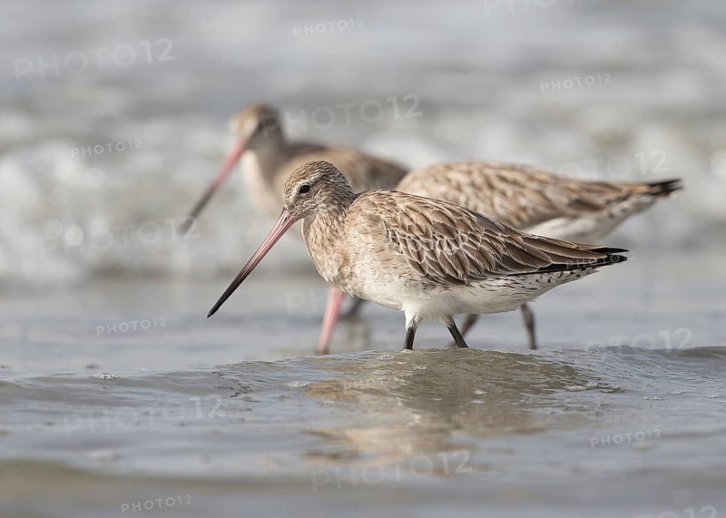 Bar-tailed Godwit (Limosa lapponica) foraging, Gambia