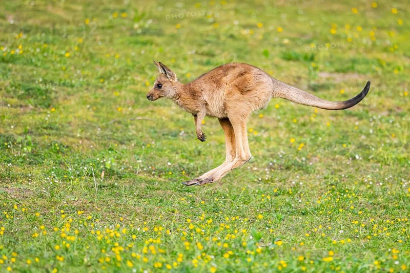 Eastern Gray Kangaroo (Macropus giganteus) youngster jumping on a meadow, captive, Germany