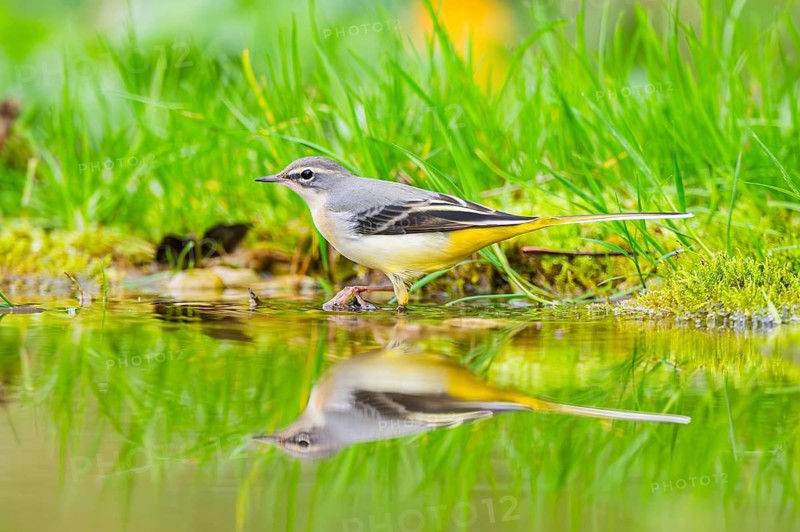 Grey Wagtail (Motacilla cinerea) hunting at a little lake in a swamp, wildlife, Germany