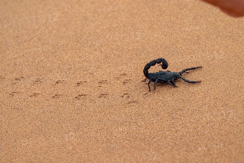 Black scorpion (Parabuthus villosus) running across sand, Namib Desert near Swakopmund, Namibia